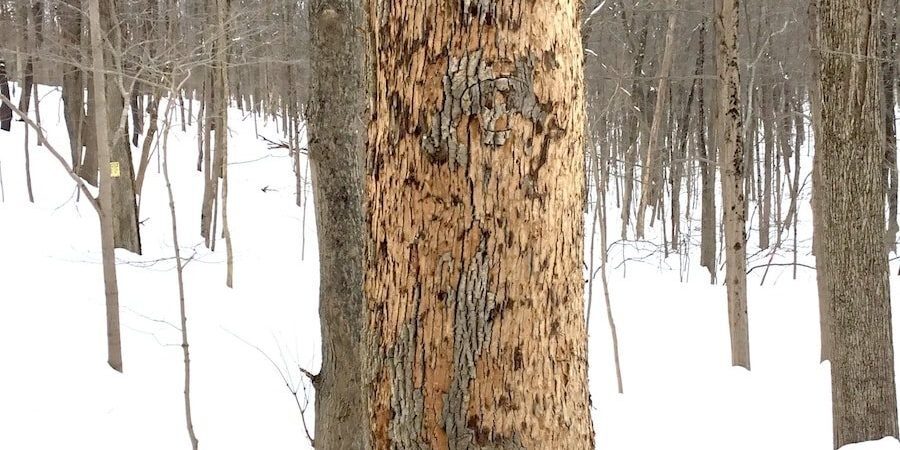 Bark-Falling-Off-Ash-Tree_4-900x450