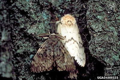 GypsyMoth1