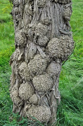 Black locust tree trunk