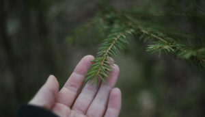 Person touches branch with hand