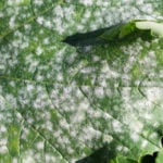 powdery mildew