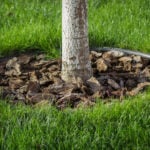  fall fertilizer for trees