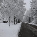 winter tree protection