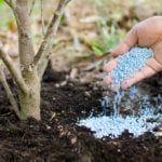 fall fertilizer for trees