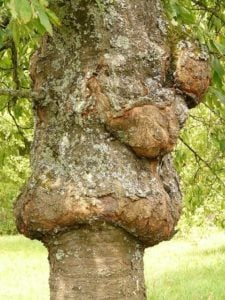 A tree canker on a tree