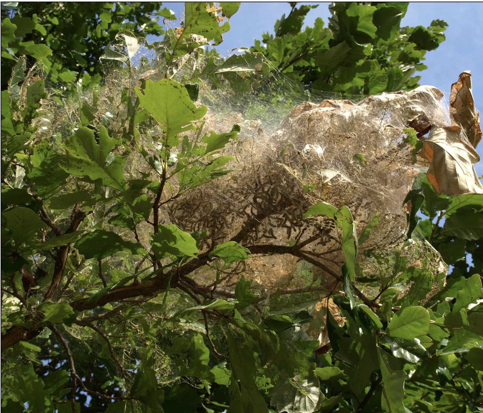 Fall webworm. Photo by Eric Rebek, Oklahoma State University, Bugwood.org.