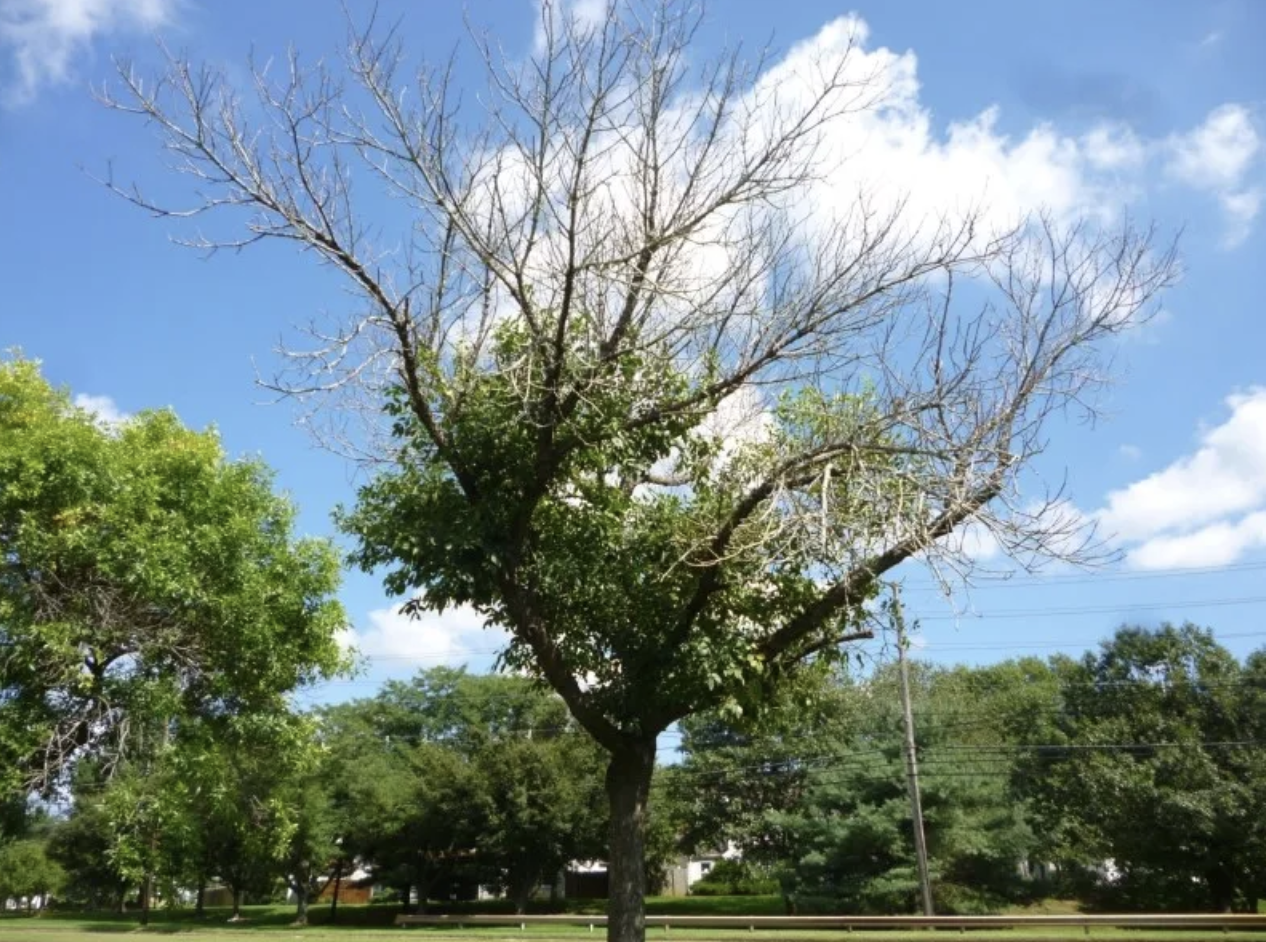 Ash Tree with an advanced ash borer infestation.&nbsp;