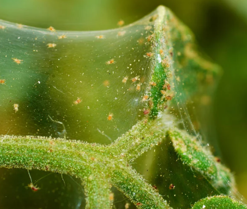 Spider-mites in michigan