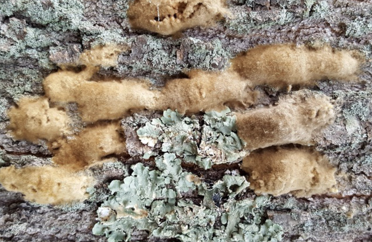 Spongy moth egg masses on a tree trunk. Photo by Karla Salp, Washington State Department of Agriculture, Bugwood.org.-1