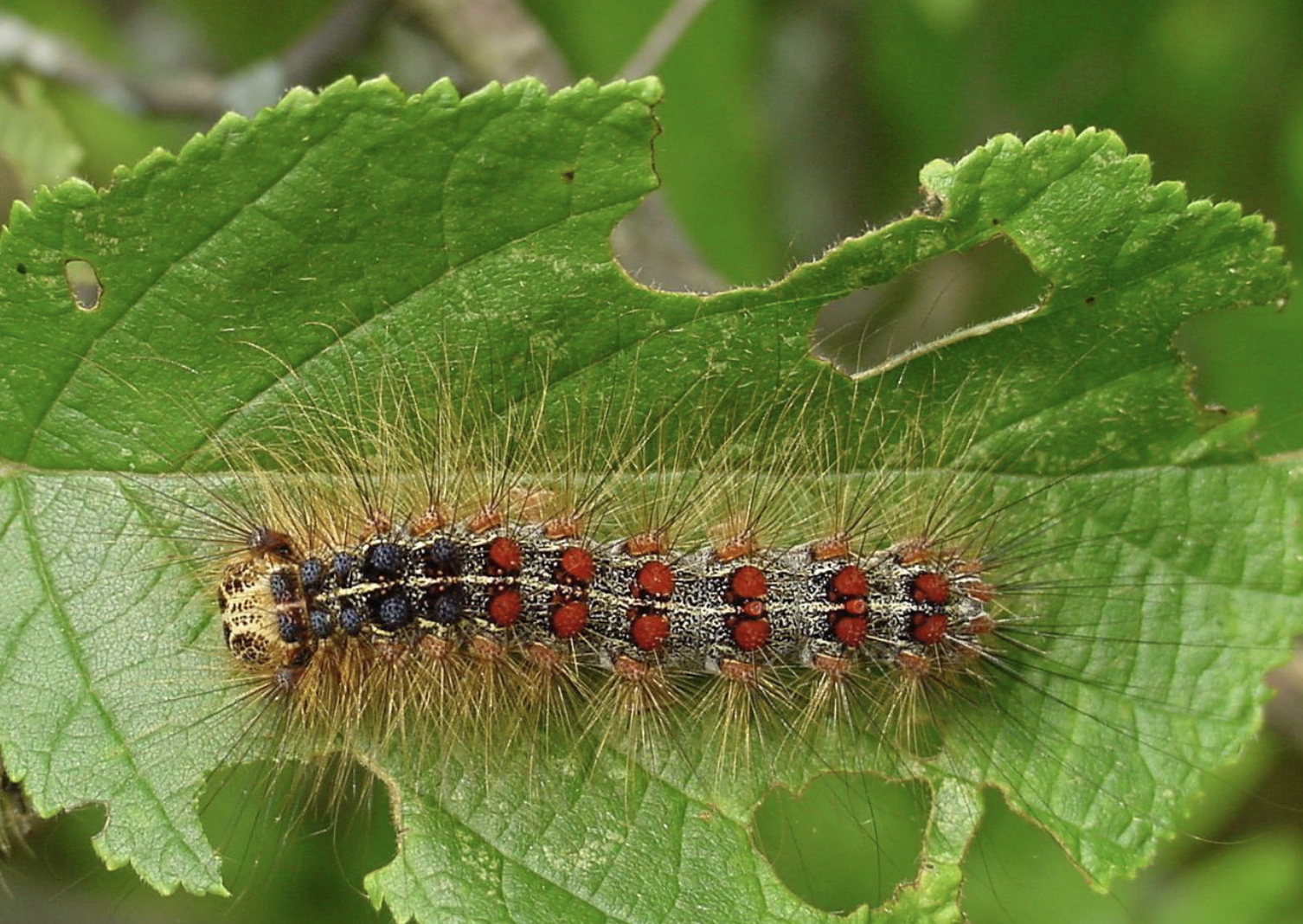 Spongy moth larva and feeding damage. Photo by Bill McNee, Wisconsin Department of Natural Resources, Bugwood.org.