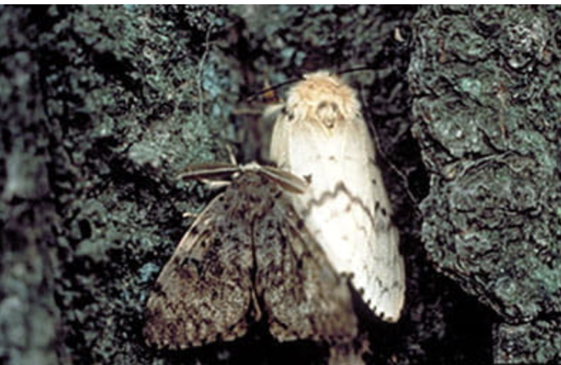 Spongy moth male (dark) and female (white). Photo courtesy of John H. Ghent, USDA Forest Service, Bugwood.org.