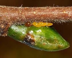 aphid eggs