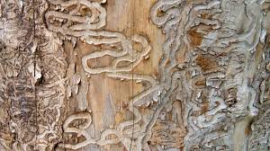 S-Shaped Tunnels Under the Bark emerald ash borer
