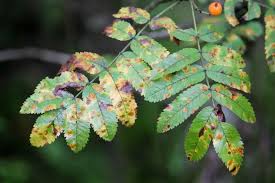 Ash Tree with ash borer infestation.&nbsp;
