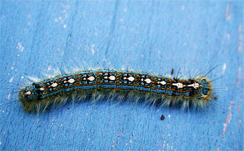 eastern tent caterpillars
