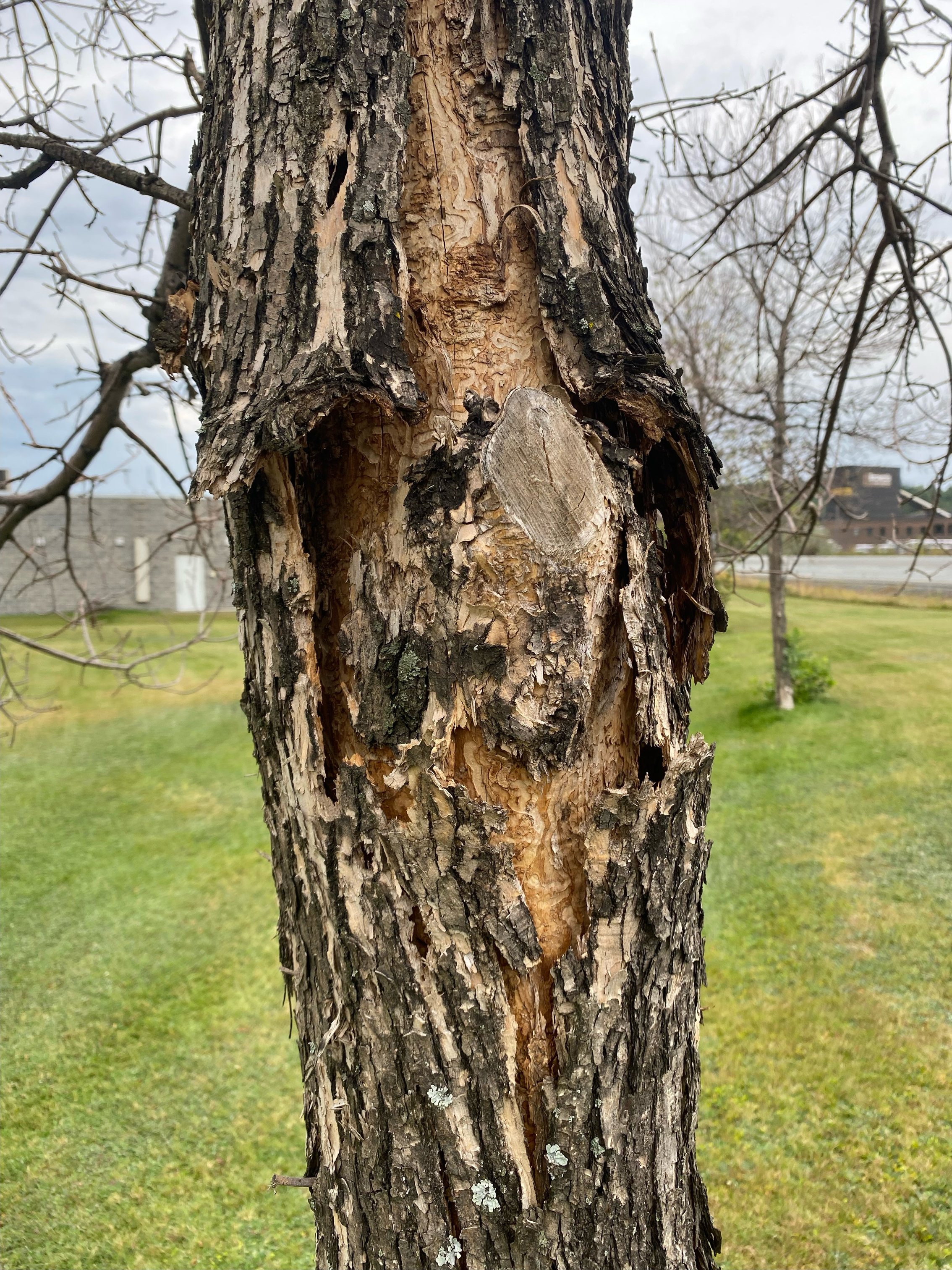 emerald ash borer damage
