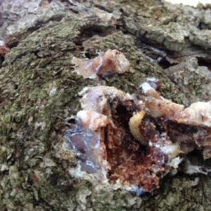 tree fungus treatment